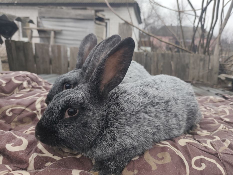 Полтавське срібло