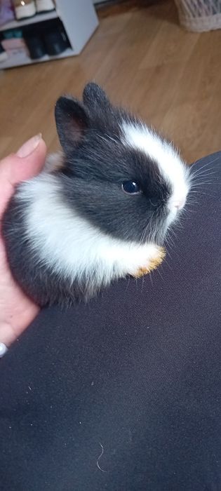 Króliczki miniaturki