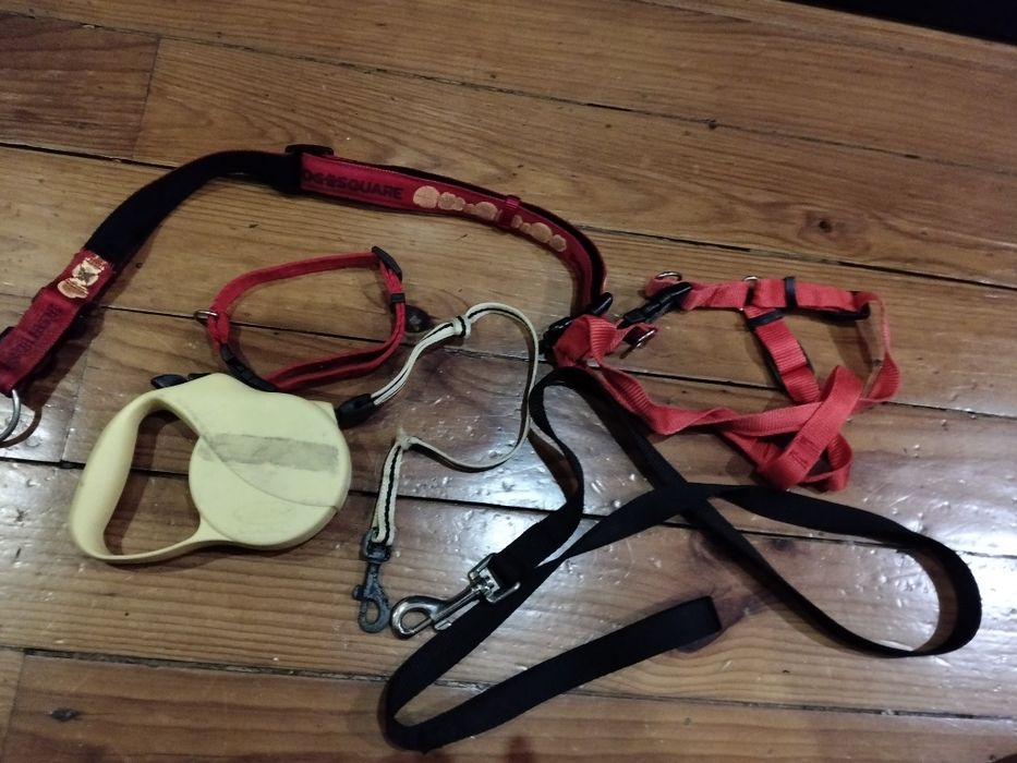 Acessórios para cães