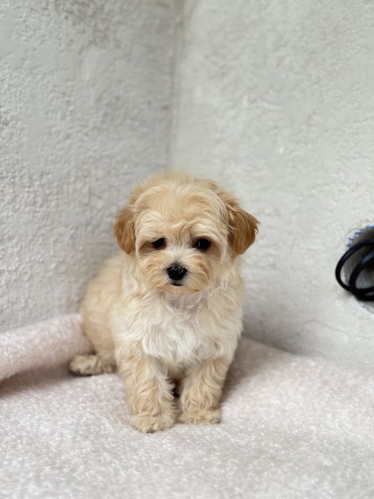 Міні мікро дівчинка мальтіпу до 2 кг