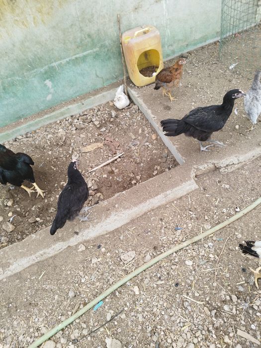 Aves de raças variadas