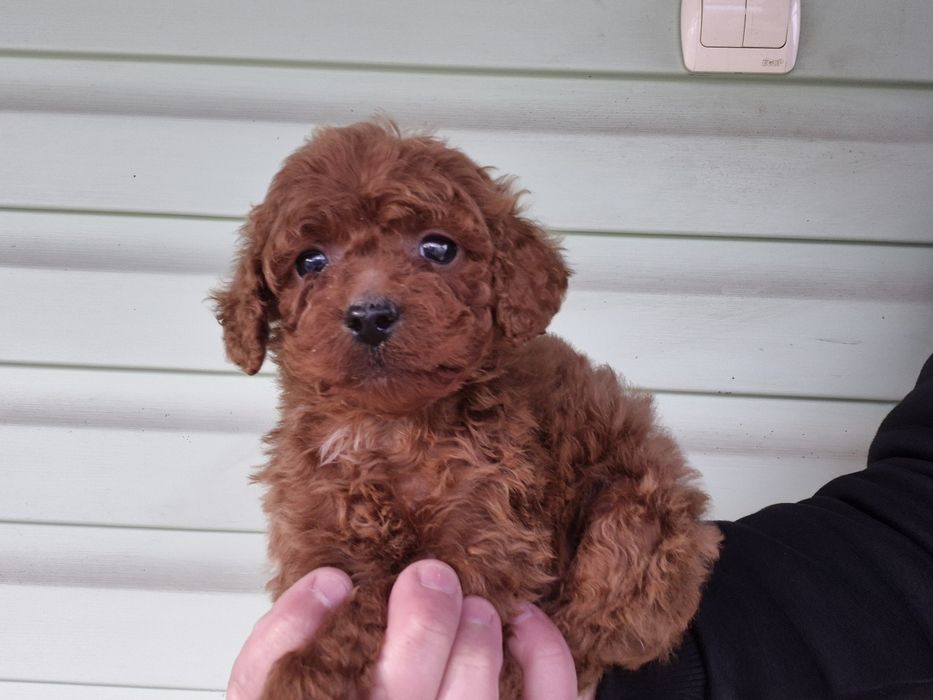 Пудель щенята пушистики