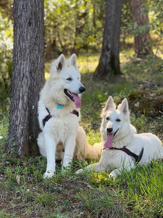 Pastor Branco Suíço fêmea – criado em ambiente familiar