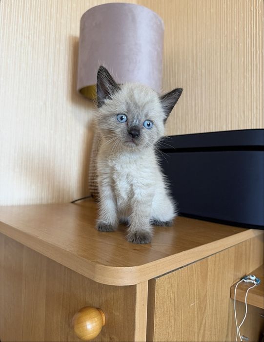 Тайская Милота)