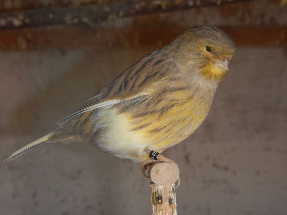 Sprzedam Kanarki Gloster