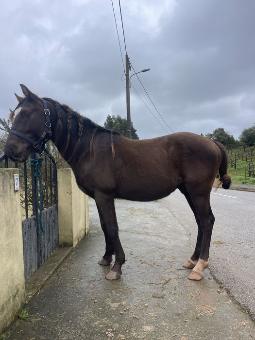 Para venda cavalo inteiro super mansinho