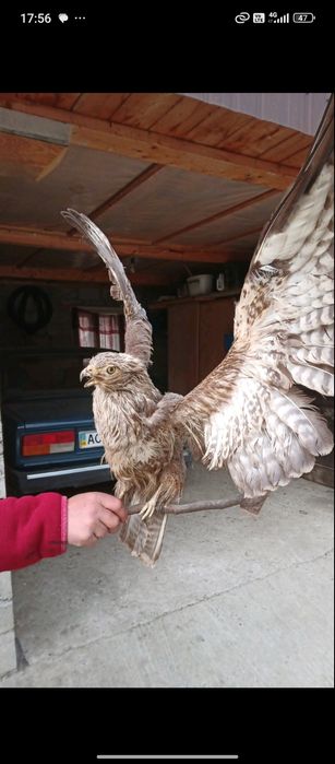 Сувеніри тварин  натуральні