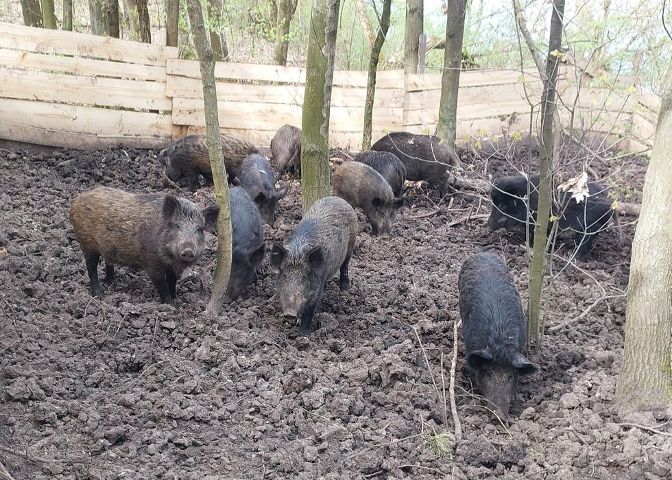 Свині на мясо !!