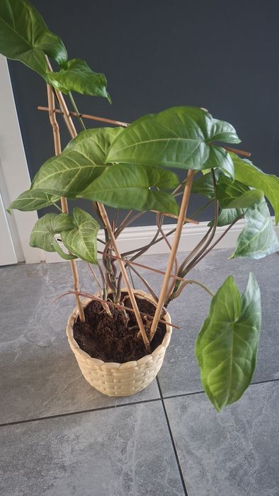 Kwiatek Syngonium