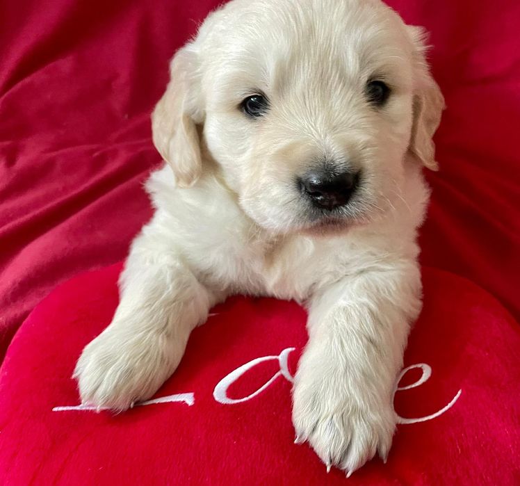 Golden Retriever com LOP criado em ambiente familiar