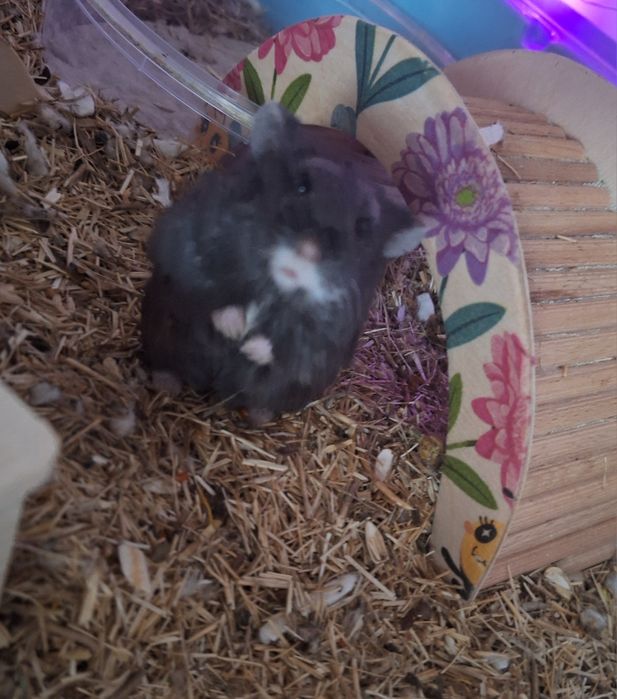 Uroczy chomik zabajkalski mlody nie dzungarski