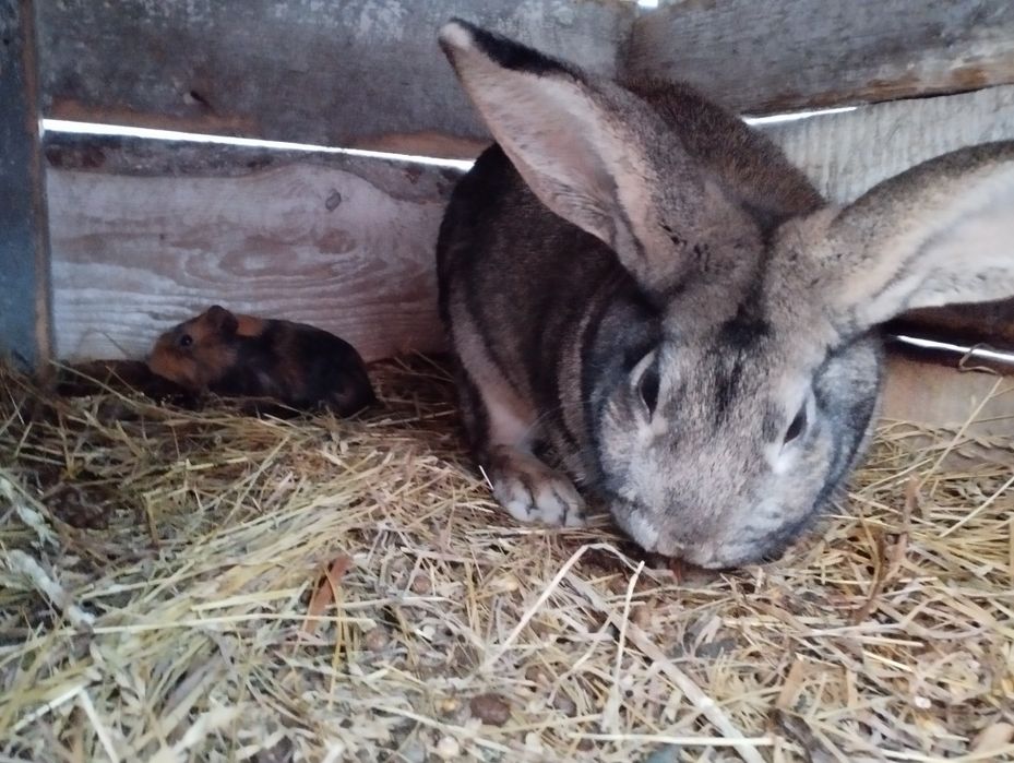 кролі фландр, на розмноження