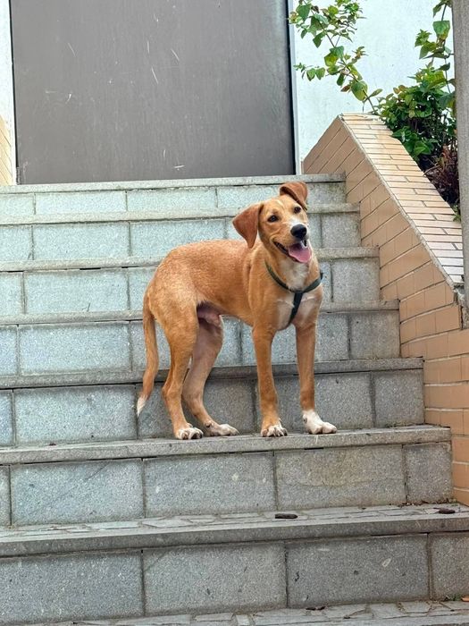 Caozinho de 7 mesinhos para adopção