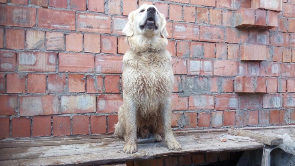 Золотистий ретривер.В'язка.
