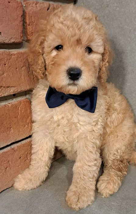 Cockapoo f1b  piękna dziewczynka gotowa  na zmian3 domu