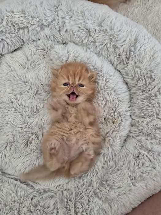 Персицькі котики екстримали