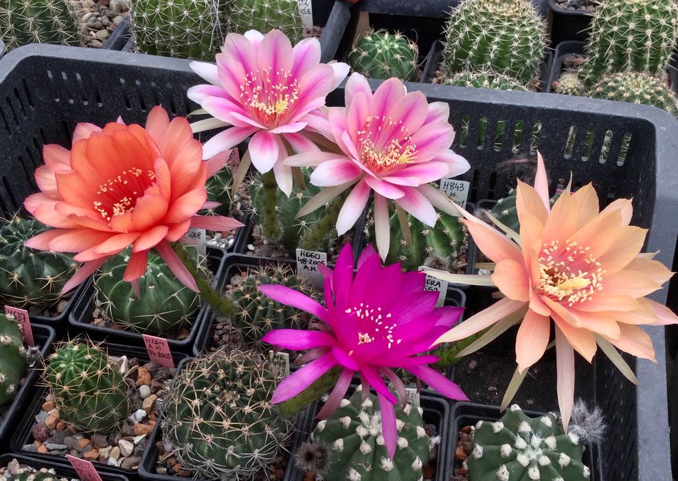 Echinopsis "Pseudolobivia" nasiona 40 szt. / kaktusy