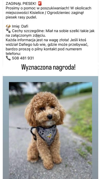 Zaginął pudelek Dafi