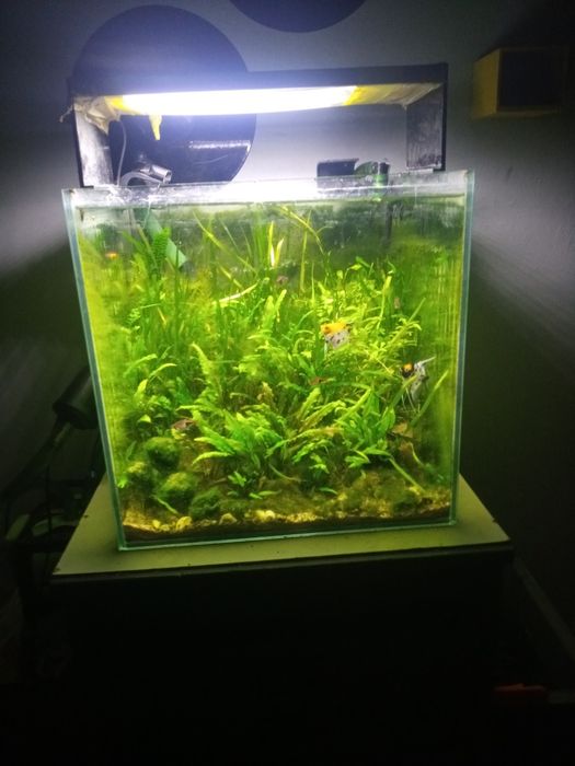 Akwarium Kostka 40x40 64l