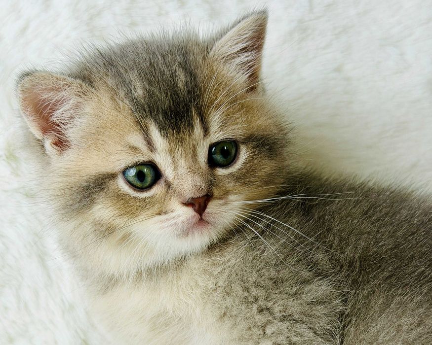Gatinho Escocês Straight cor Azul-Dourado