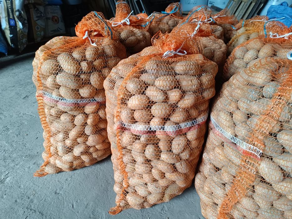 Ziemniaki Sadzeniaki Queen Anna