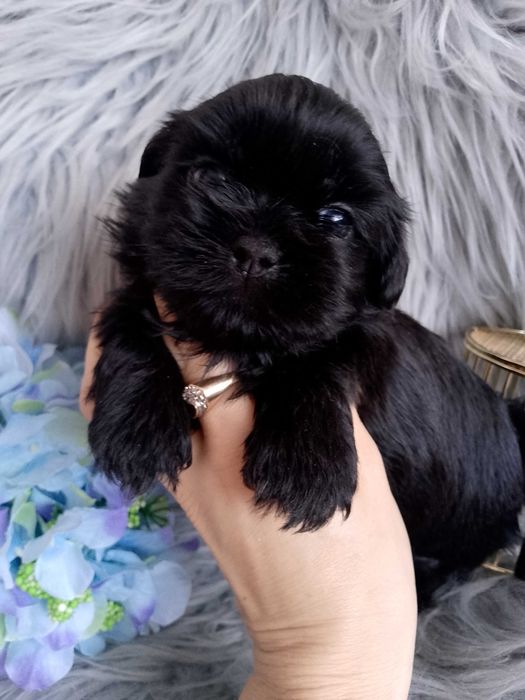 Piękny czarny piesek rasy Shih-Tzu