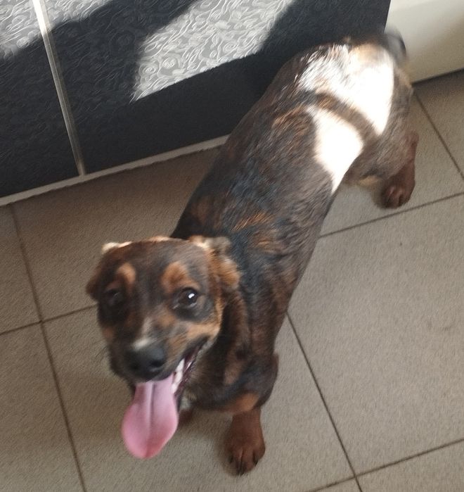 Шукає родину  дівчинка метис