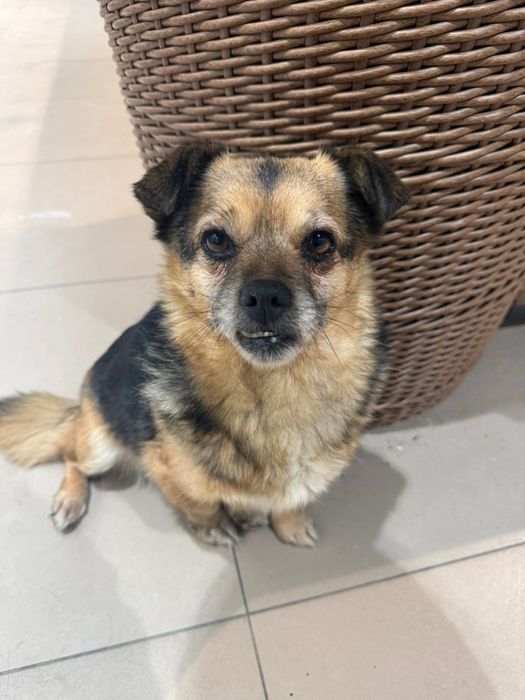 Собачка в добрі ручки!