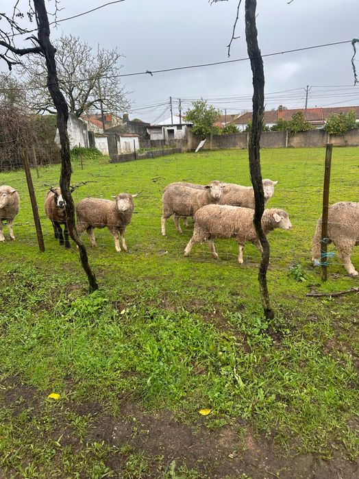 Ovelhas Île-de-France