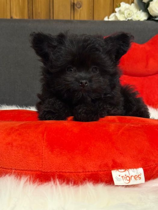 Pomapoo, помапу, мальтипу