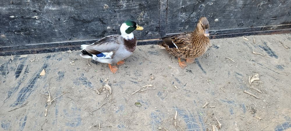 Kaczki call duck