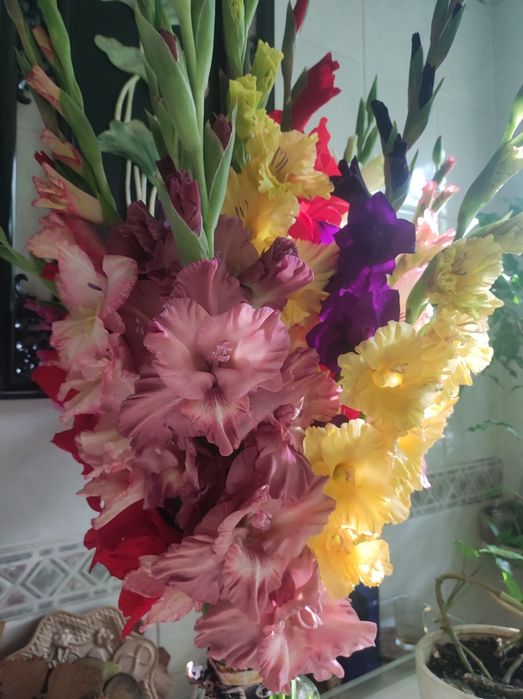 Гладиолусы сортовые,микс сортов
