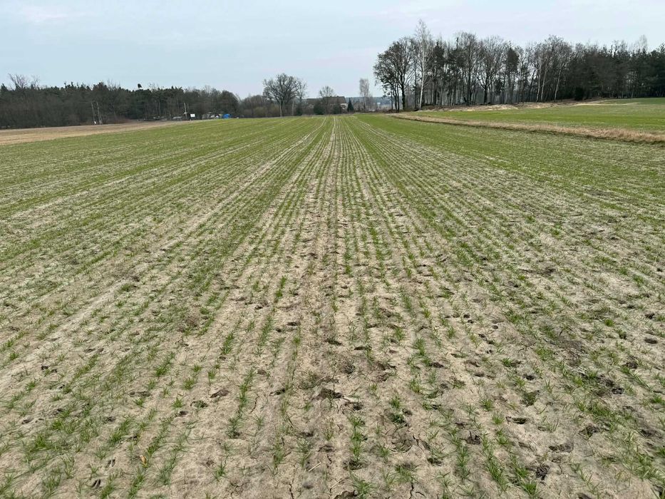 Sprzedam 4ha ziemi w jednym kawałku 90mx460m