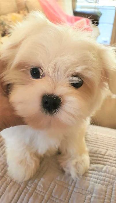 Maltańczyk standardowy Piesek. Metryka, chip.