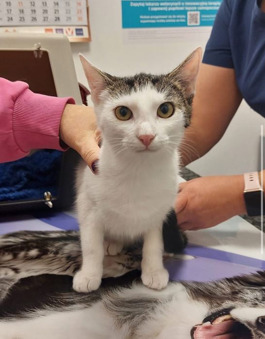 Bolek i Lolek polecają się do adopcji!