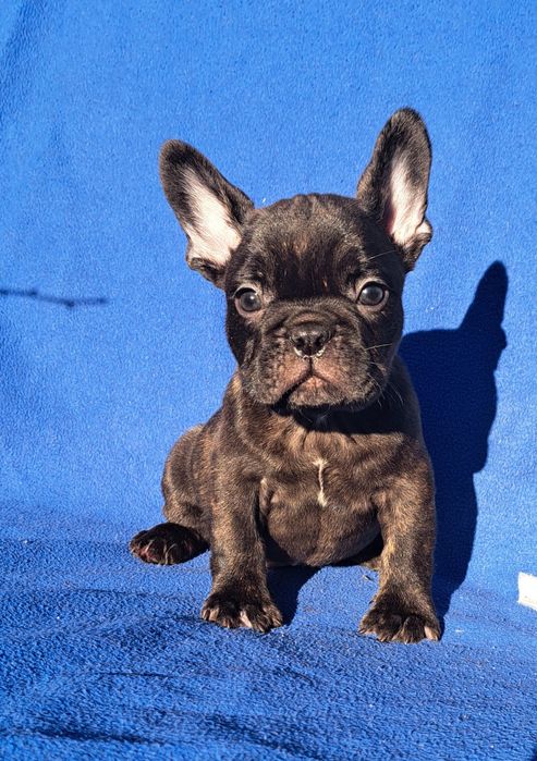 Хлопчик французський бульдог