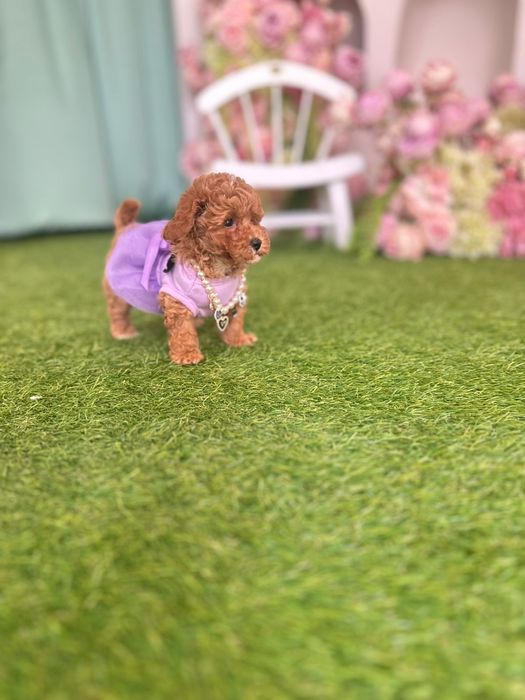 Maltipoo. Мальтипу красиві пухнасті цуценята. Міні розмір мальтіпу.