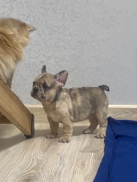 Професійно вирощені щенята французький бульдог