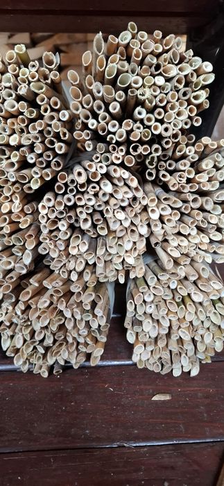 Rurki trzcinowe dla murarek