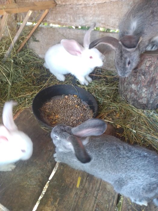 Продам кролів молодняк