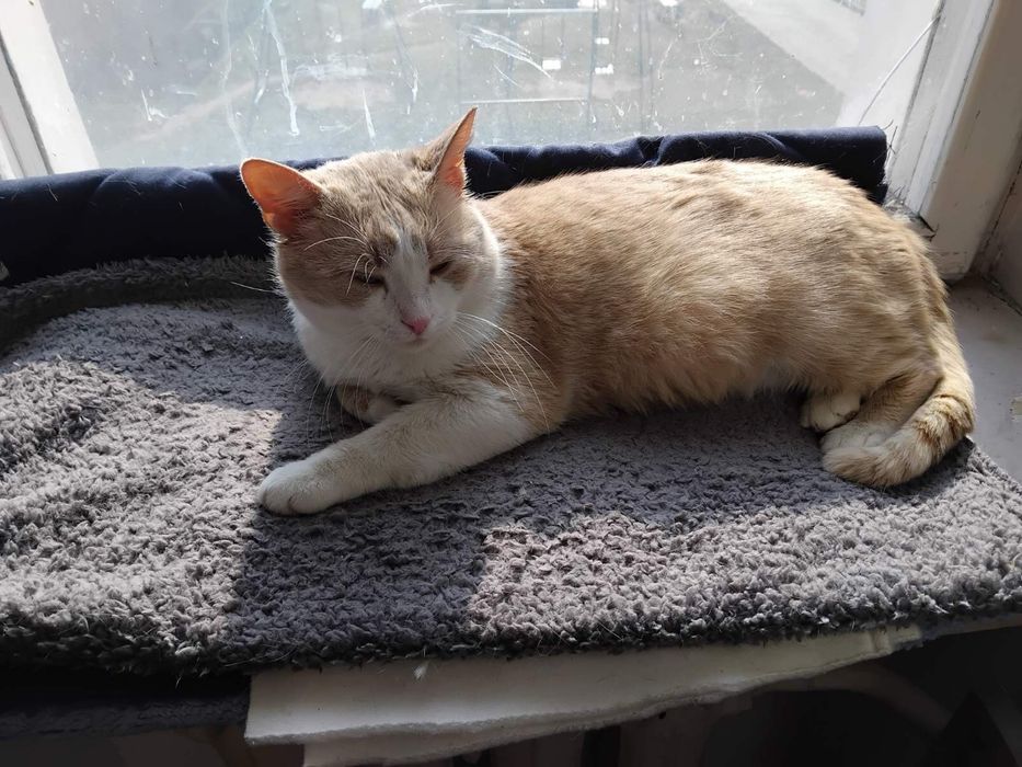 Віддам вибрі руки молодого котика