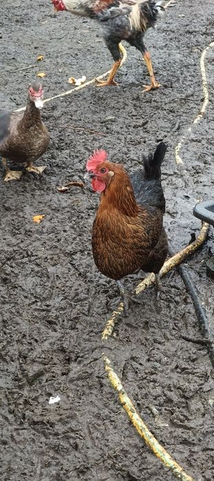 Galinhas Poedeiras e Galo