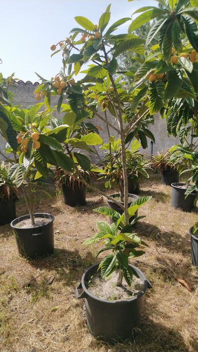 Nespereiras Prontas A Produzir