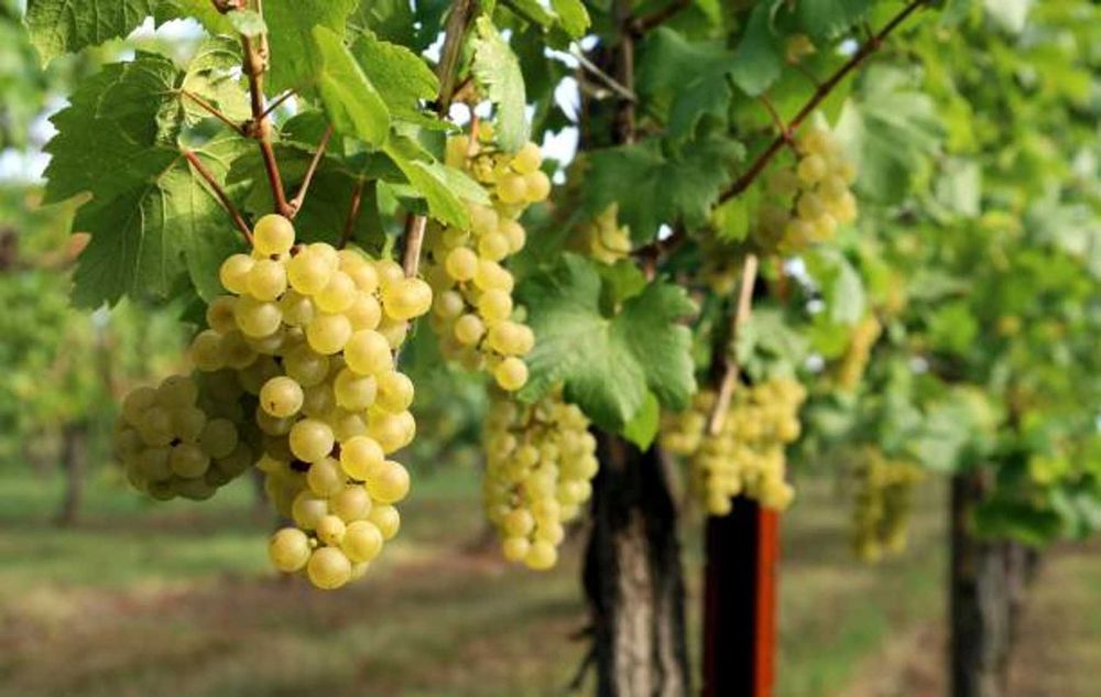 Vendo Uvas Tintas e Brancas para Vinho na Freguesia de Nelas