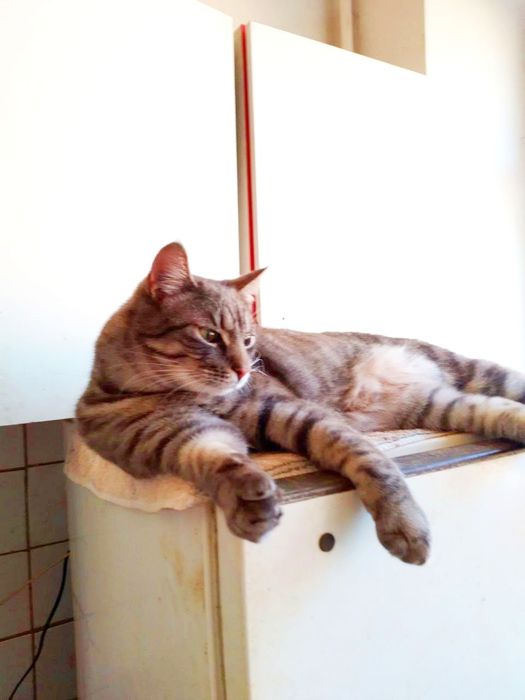 Лагідна Киця та Котик