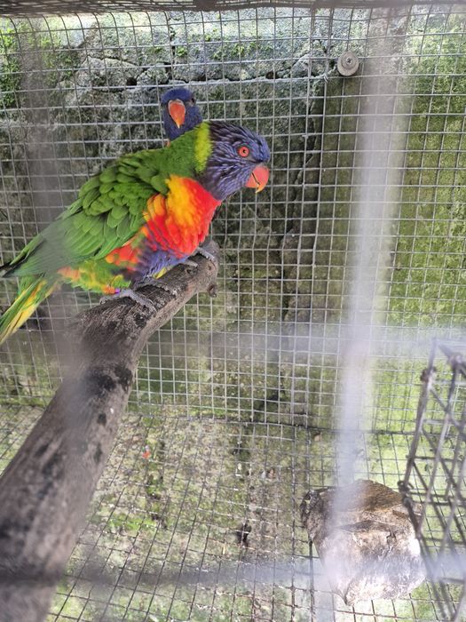 lori molucano  para criar a mão