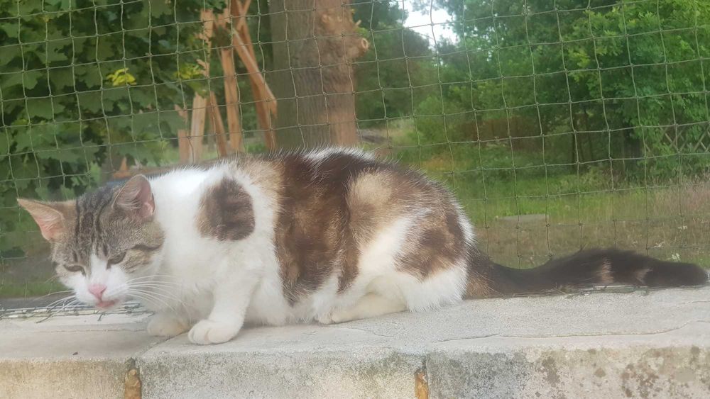 Milunia koteczka do adopcji