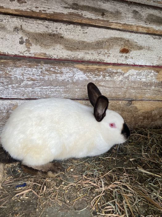 Кролики, кролі, самки