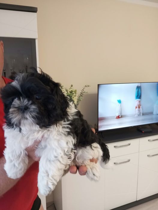 Piesek shih tzu szczeniak