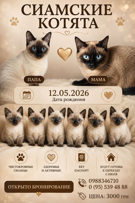 Сиамские котята открыта бронь!
